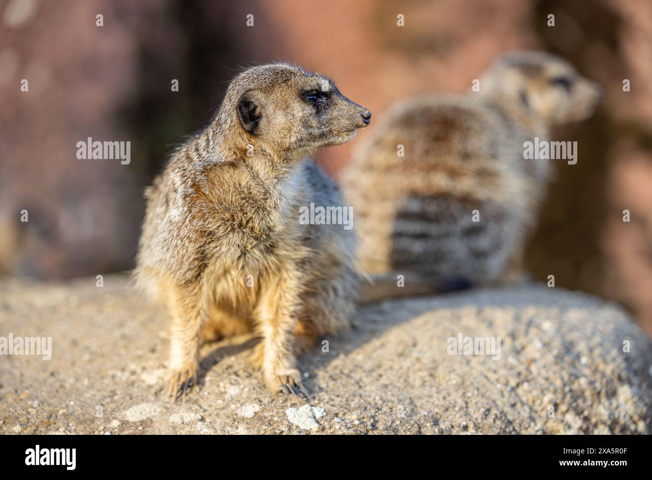 Un gros plan d'une adorable suricates sur un rocher Banque D'Images