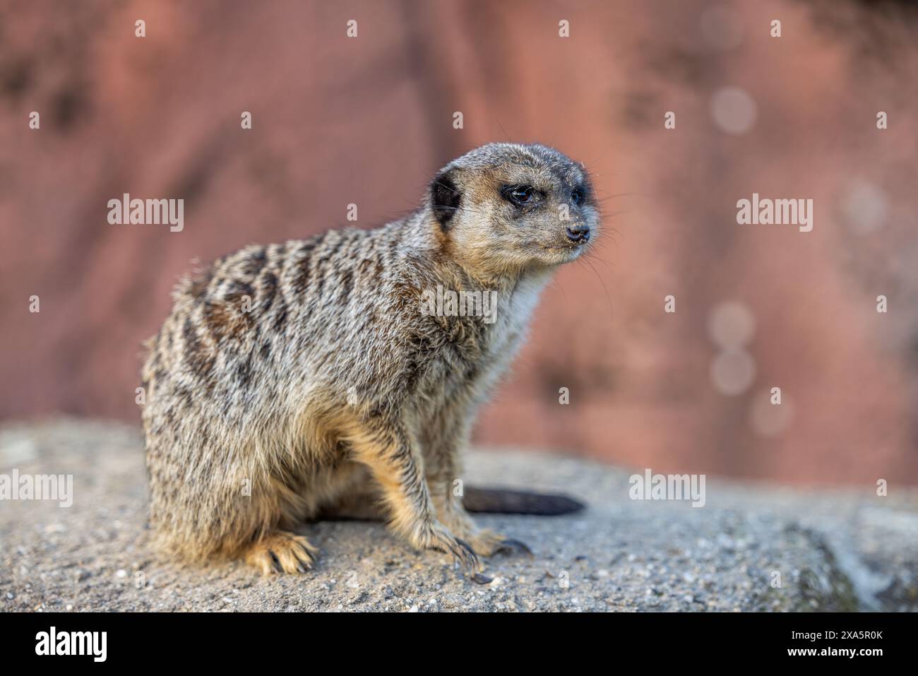 Un gros plan d'une adorable suricate sur un rocher Banque D'Images
