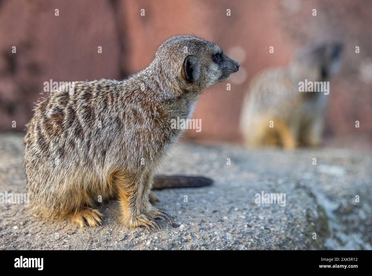 Un gros plan d'une adorable suricate sur un rocher Banque D'Images
