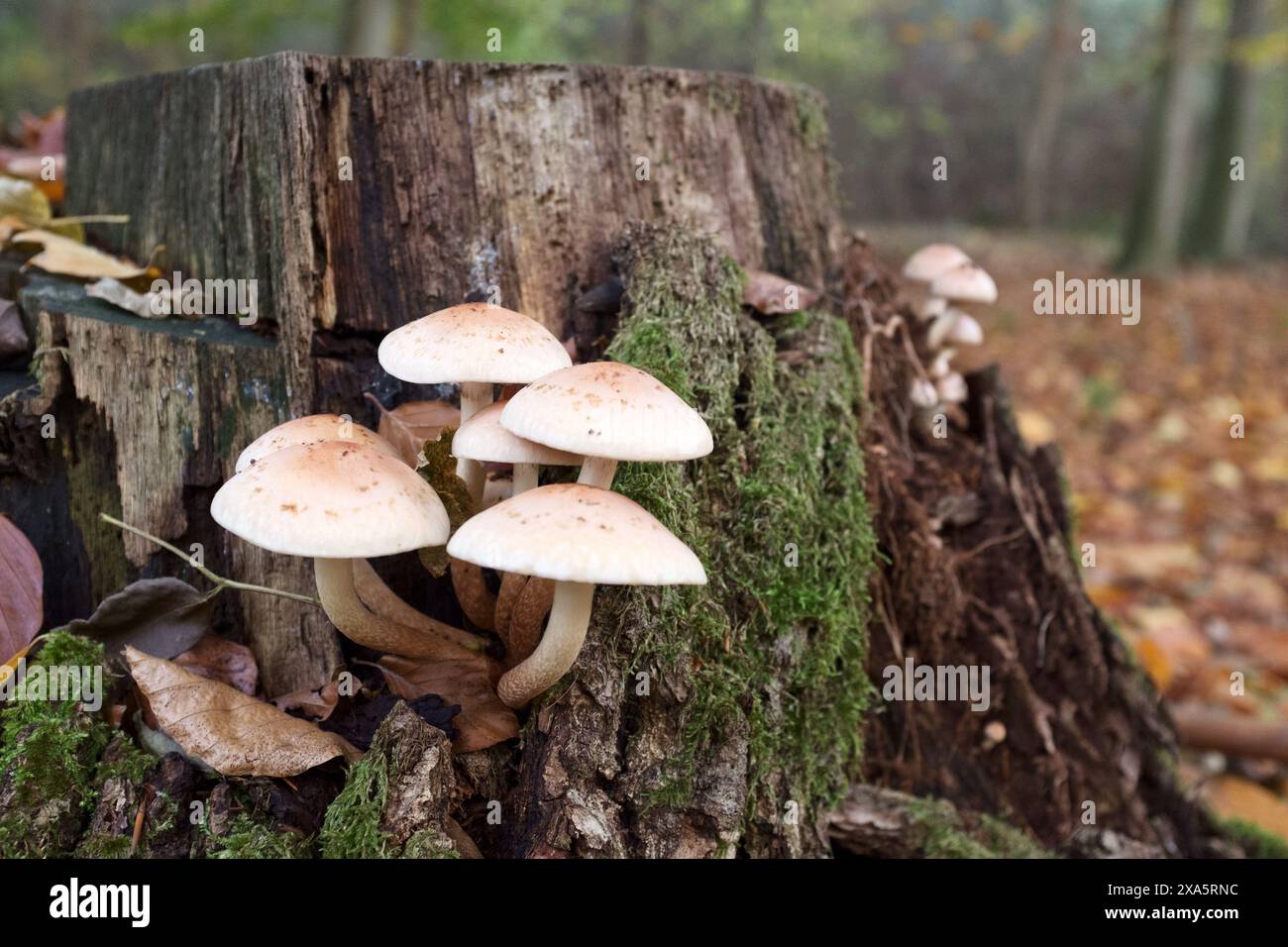 Gros plan de champignon que l'on peut trouver pensé à l'année sur des bûches tombées ou des souches d'arbres à feuilles caduques. Banque D'Images
