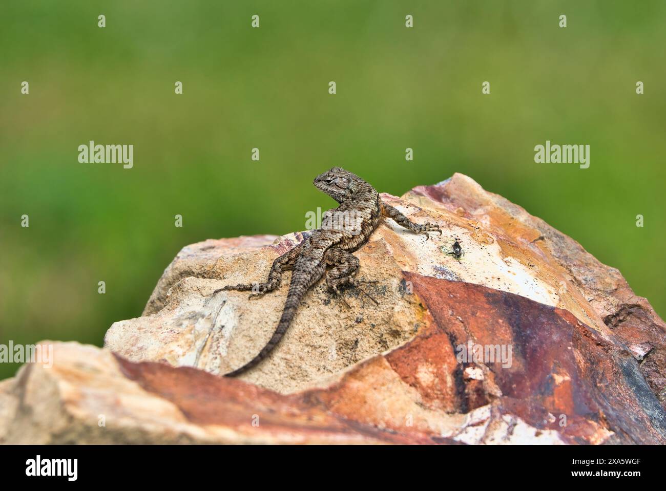 Un lézard de clôture de l'est à Douvres, Tennessee. Banque D'Images