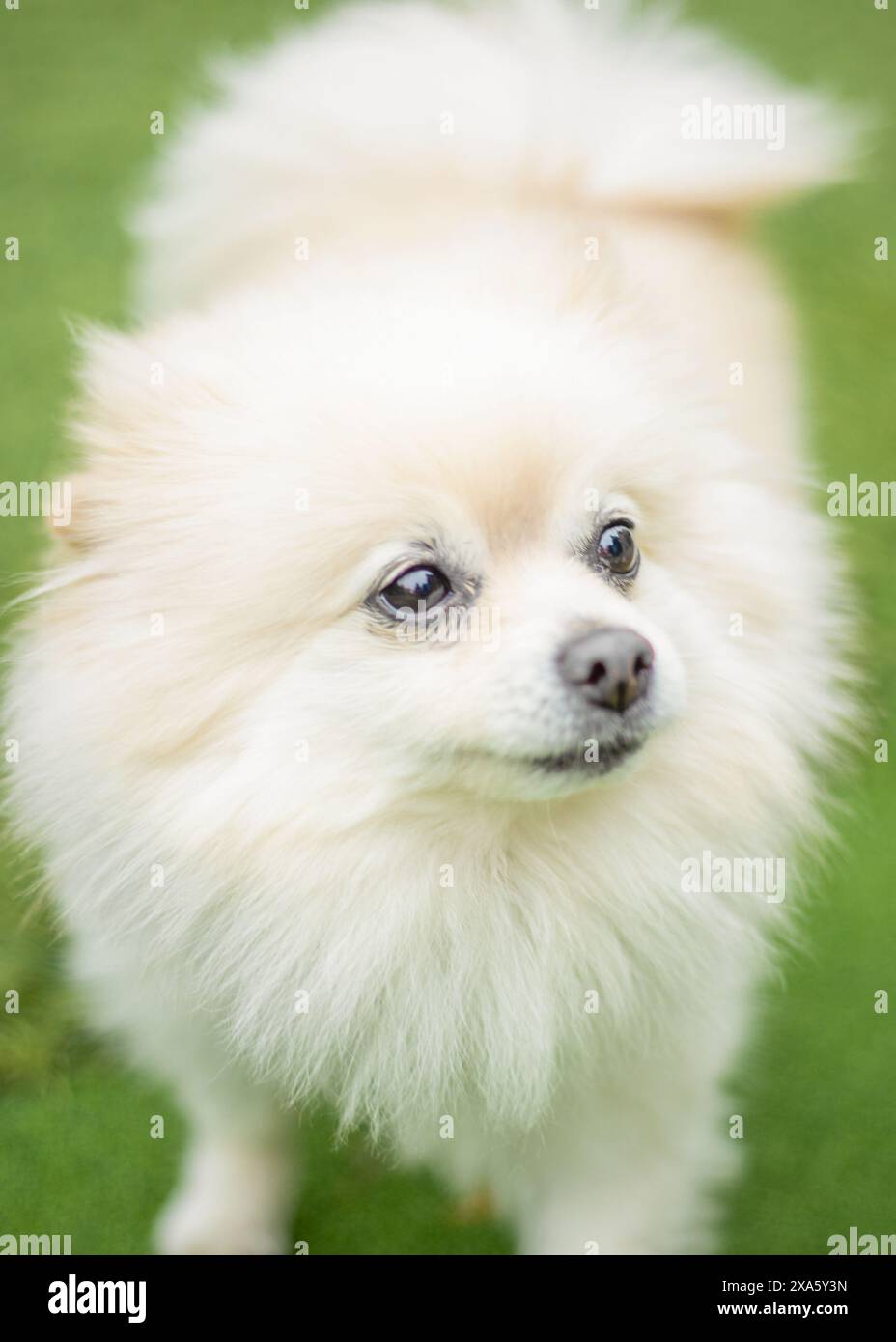 Une femelle blanche de poméranie debout dans l'herbe, regardant de côté Banque D'Images