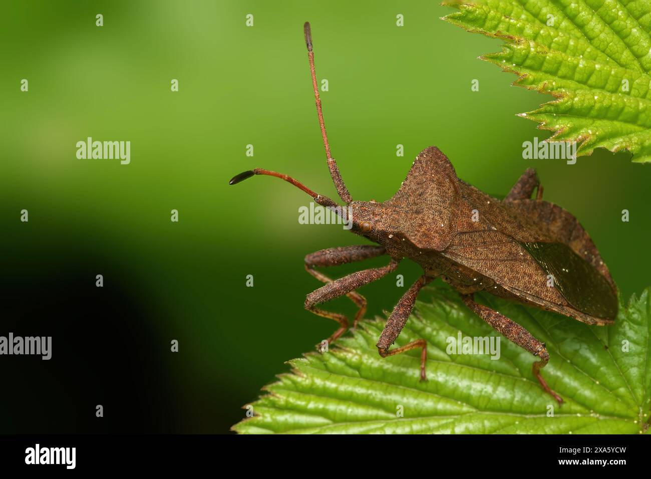 Un gros plan de Dock Bug (Coreus marginatus) perché sur une feuille sur un fond vert éclatant Banque D'Images