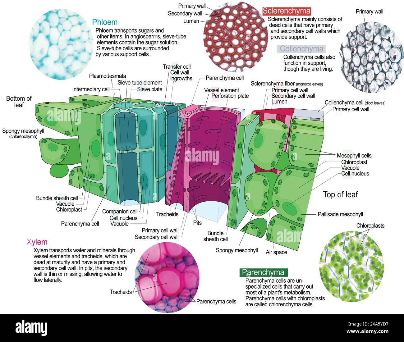 Types d'illustration vectorielle de tissu végétal. Schéma de structure éducative labellisée. Gros plan biologique avec vues en coupe transversale et longitudinales. Parenchyme, collenchyme et sclérenchyme description info Illustration de Vecteur