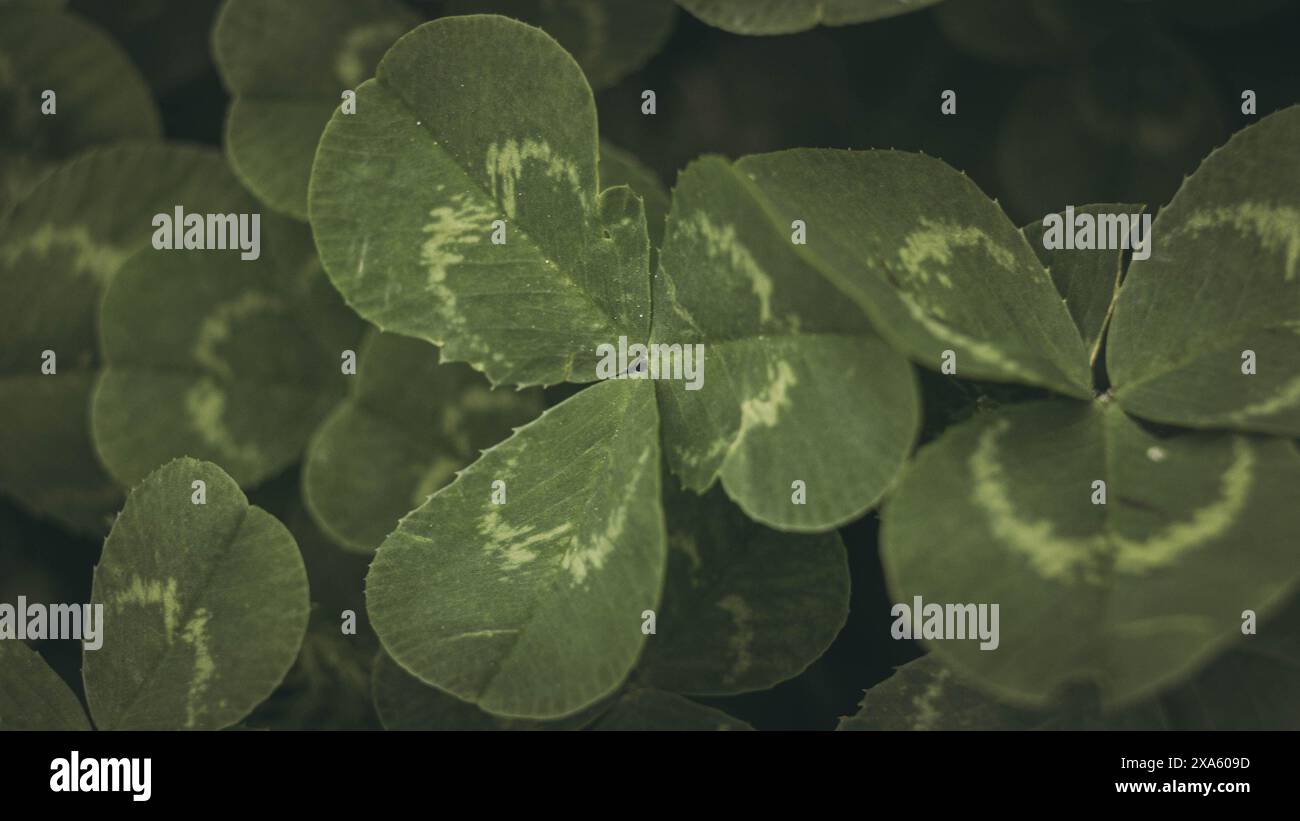 Un gros plan de trèfle vibrant dans un jardin luxuriant Banque D'Images