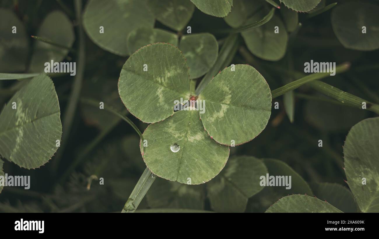 Un gros plan de trèfle vibrant dans un jardin luxuriant Banque D'Images