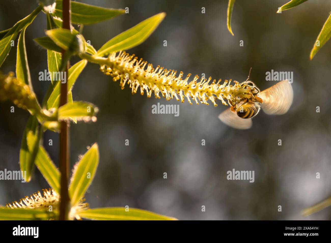 Gros plan d'une abeille perchée sur une fleur Banque D'Images