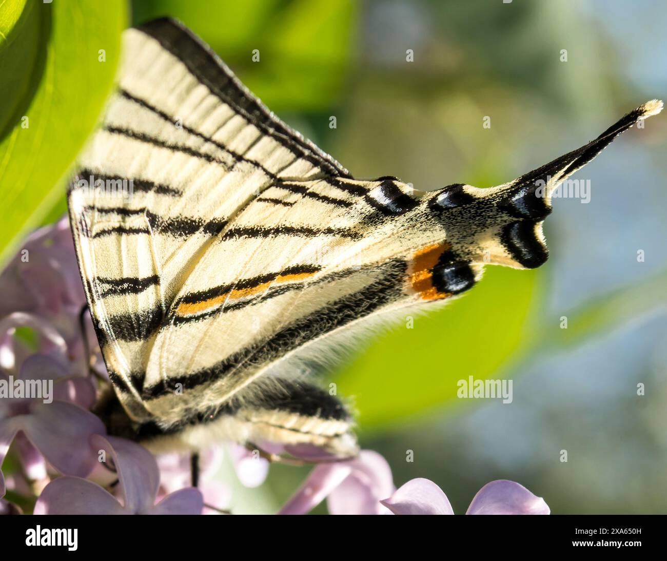 Un papillon perché sur une fleur pourpre Banque D'Images