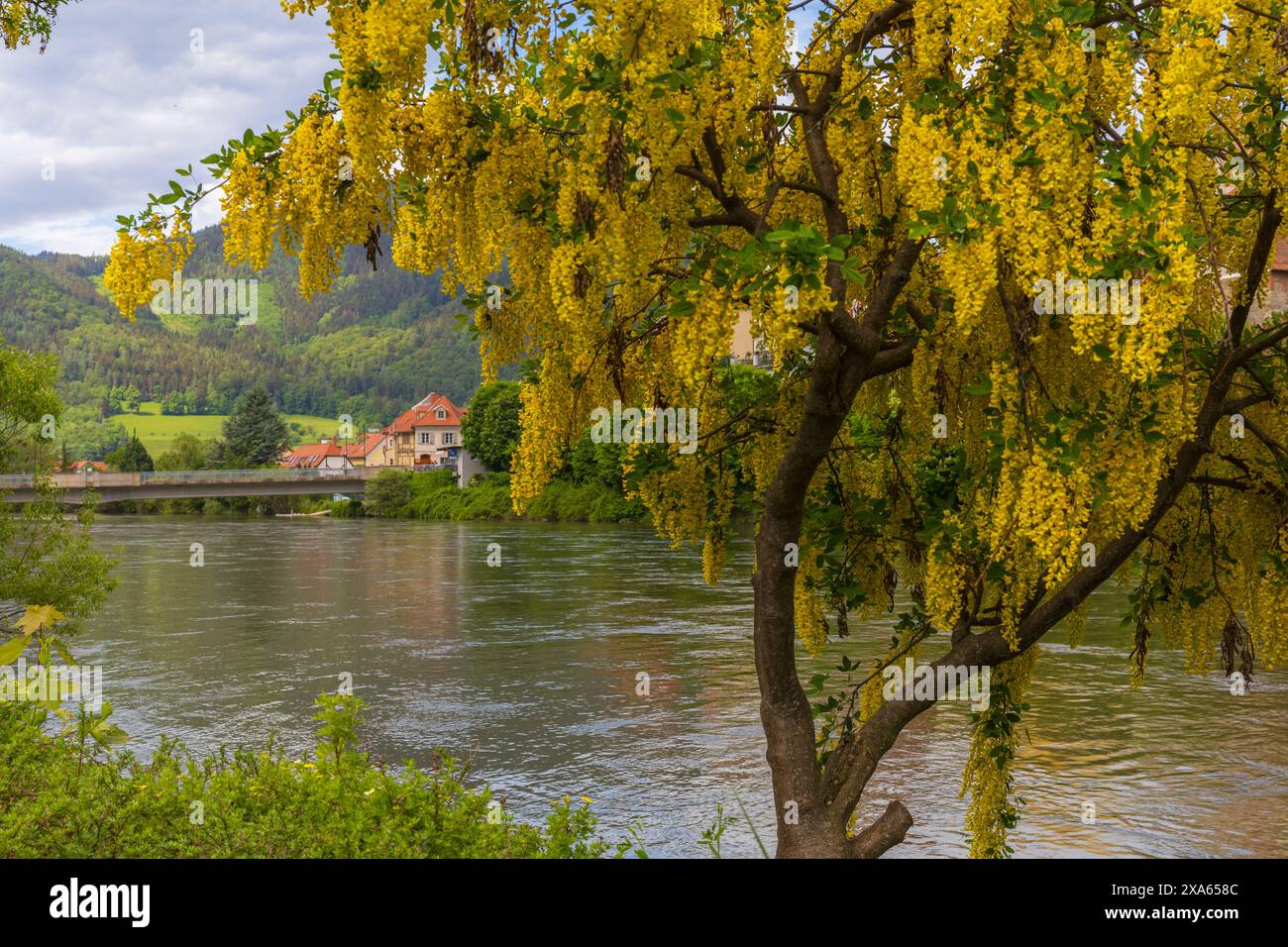 Photo d'un arbre d'acacia jaune en fleurs avec la rivière mur et un petit village alpin sur un fond, journée ensoleillée d'été dans les Alpes Banque D'Images