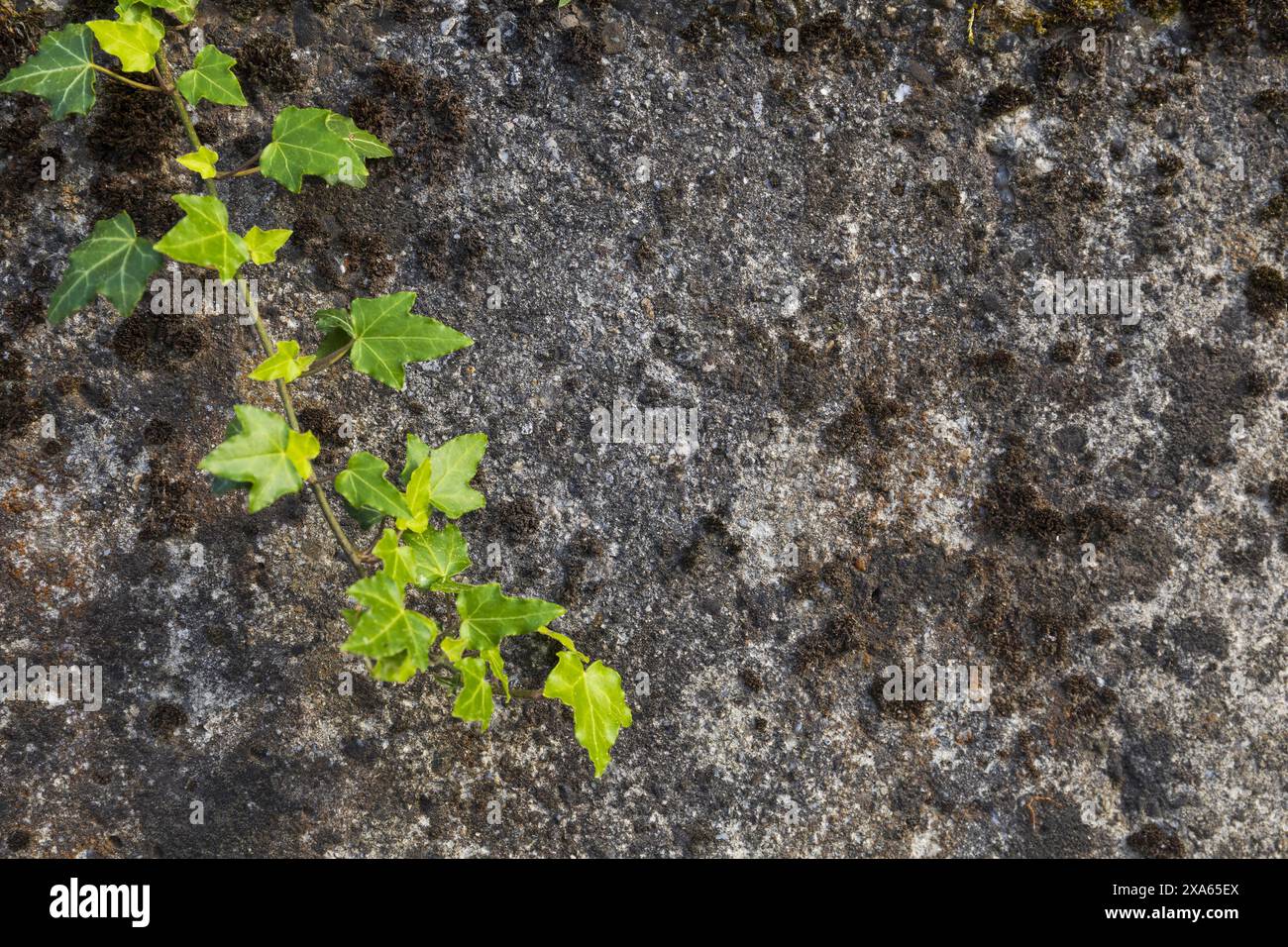 photo d'une branche solitaire de lierre à feuilles persistantes sur un fond de pierre grise Banque D'Images