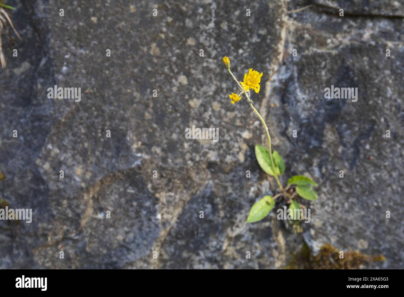 photo d'une fleur jaune solitaire sur tige verte sur fond de pierre grise Banque D'Images