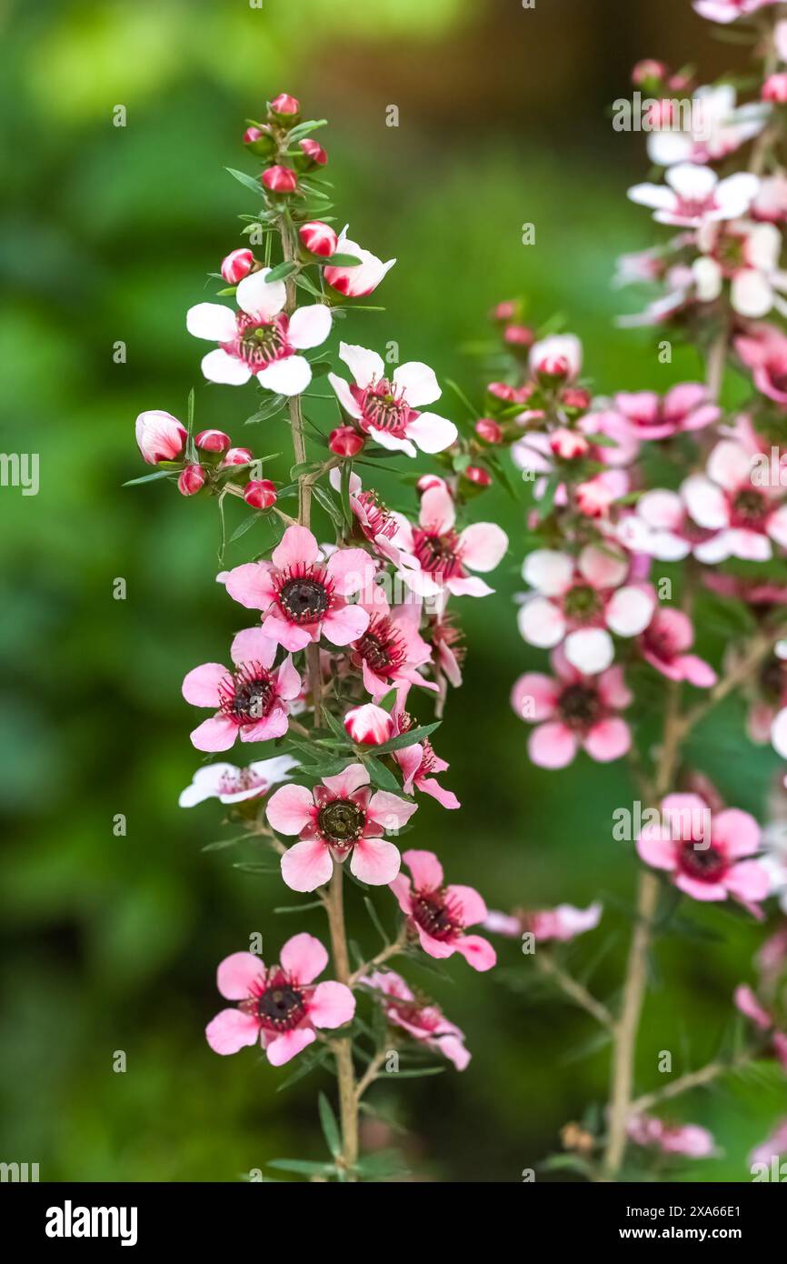 Gros plan des fleurs d'un arbre à thé (Melaleuca alternifolia) sur le fond flou Banque D'Images