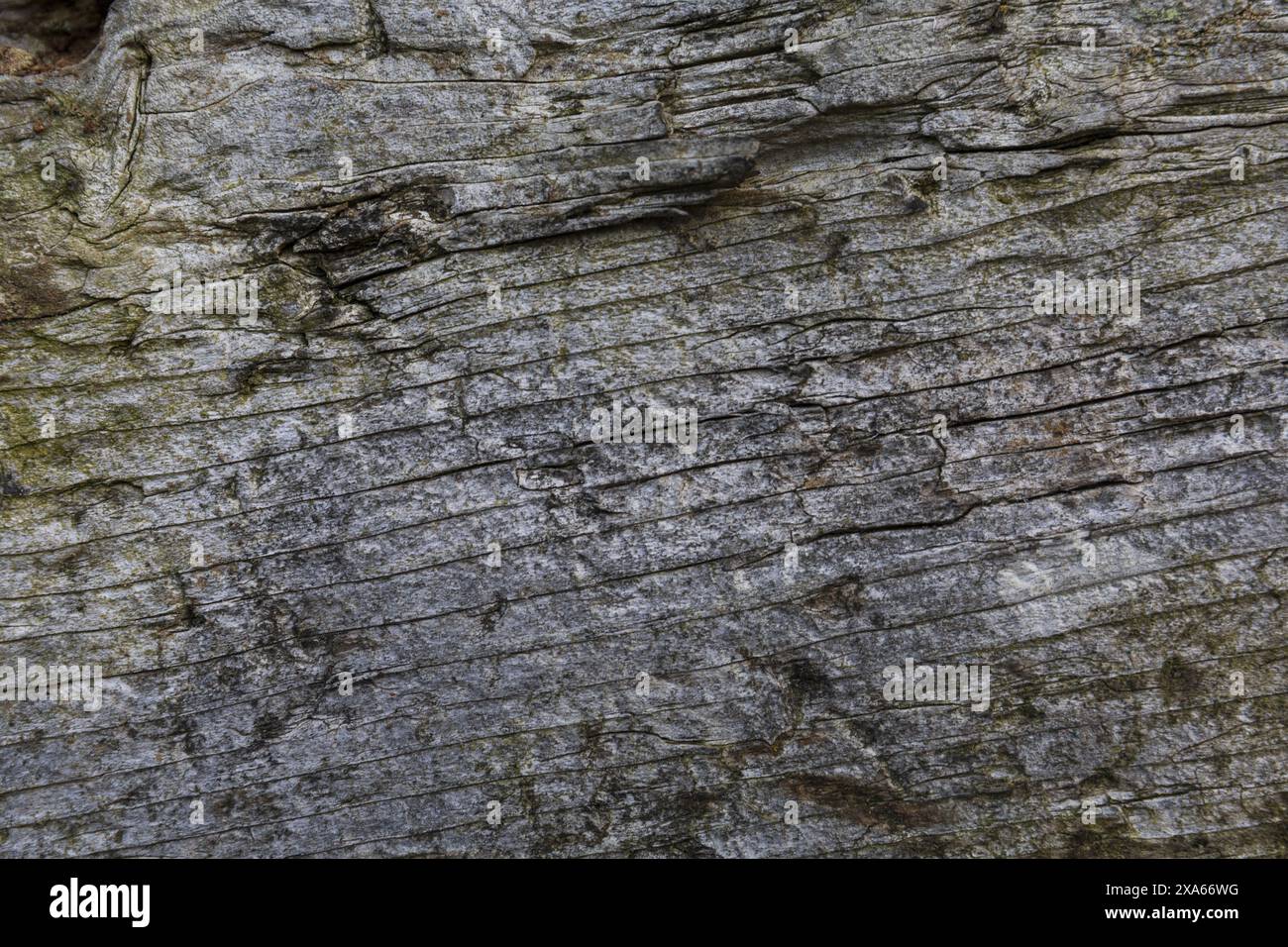 photo en gros plan d'une texture de bois gris foncé avec des taches de mousse verte Banque D'Images