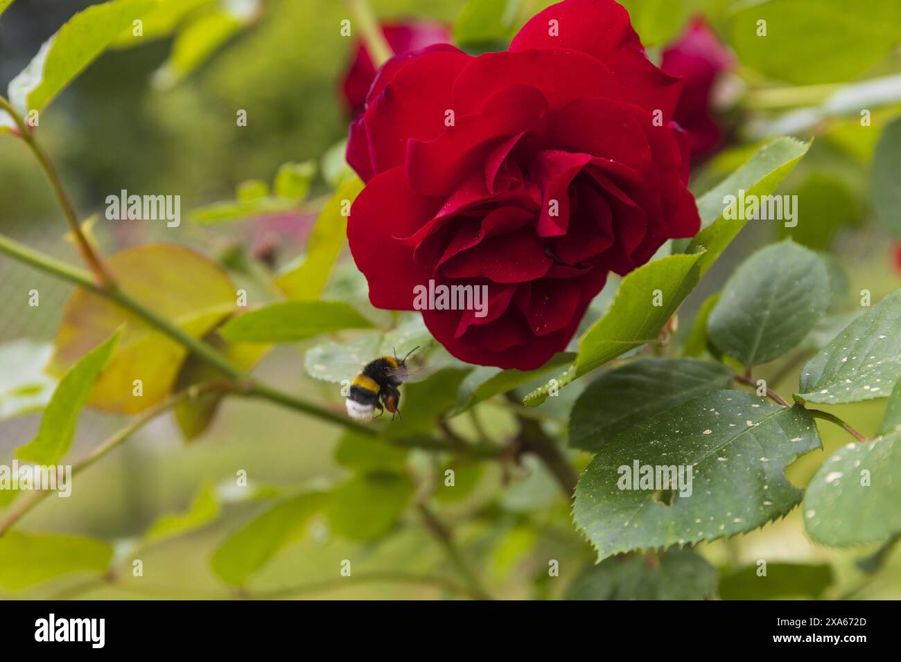 Photo en gros plan d'une rose rouge en fleurs sur une branche avec des feuilles vertes et une abeille Banque D'Images