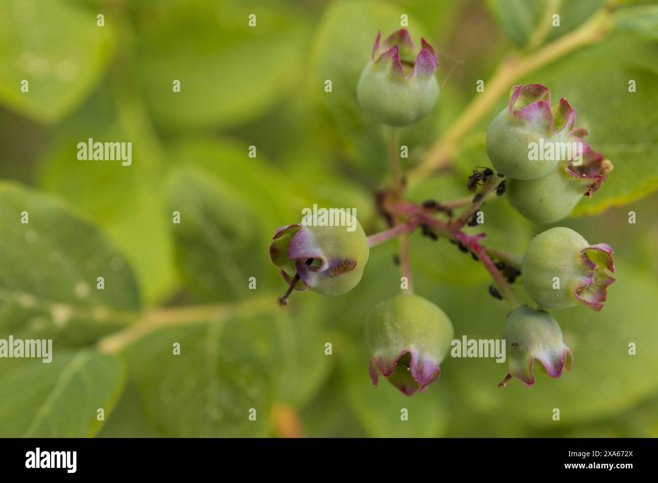 Photo en gros plan de bleuets de jardin non mûrs sur un fond de verdure floue Banque D'Images
