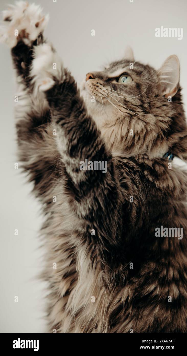 Un chat avec collier est assis sur fond blanc Banque D'Images