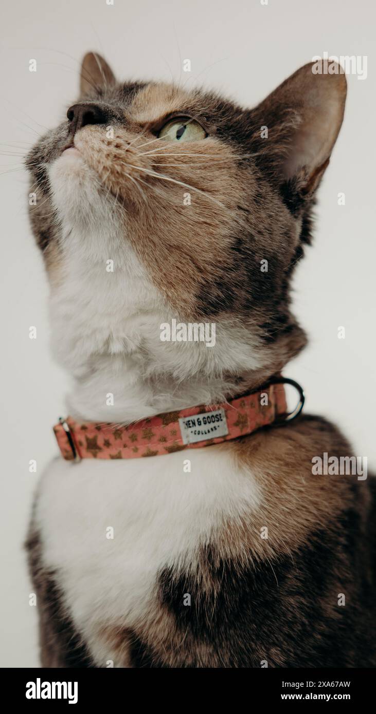 Un chat avec collier est assis sur fond blanc Banque D'Images