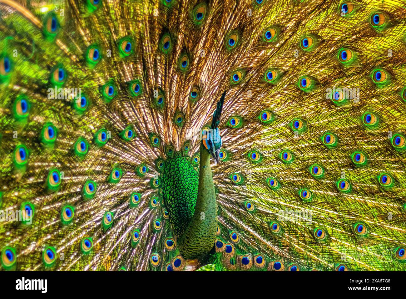 Un paon vibrant présentant un plumage coloré aux spectateurs Banque D'Images
