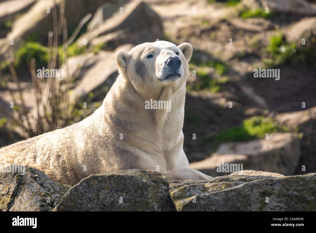 Un ours polaire reposant sur des rochers et des rochers Banque D'Images