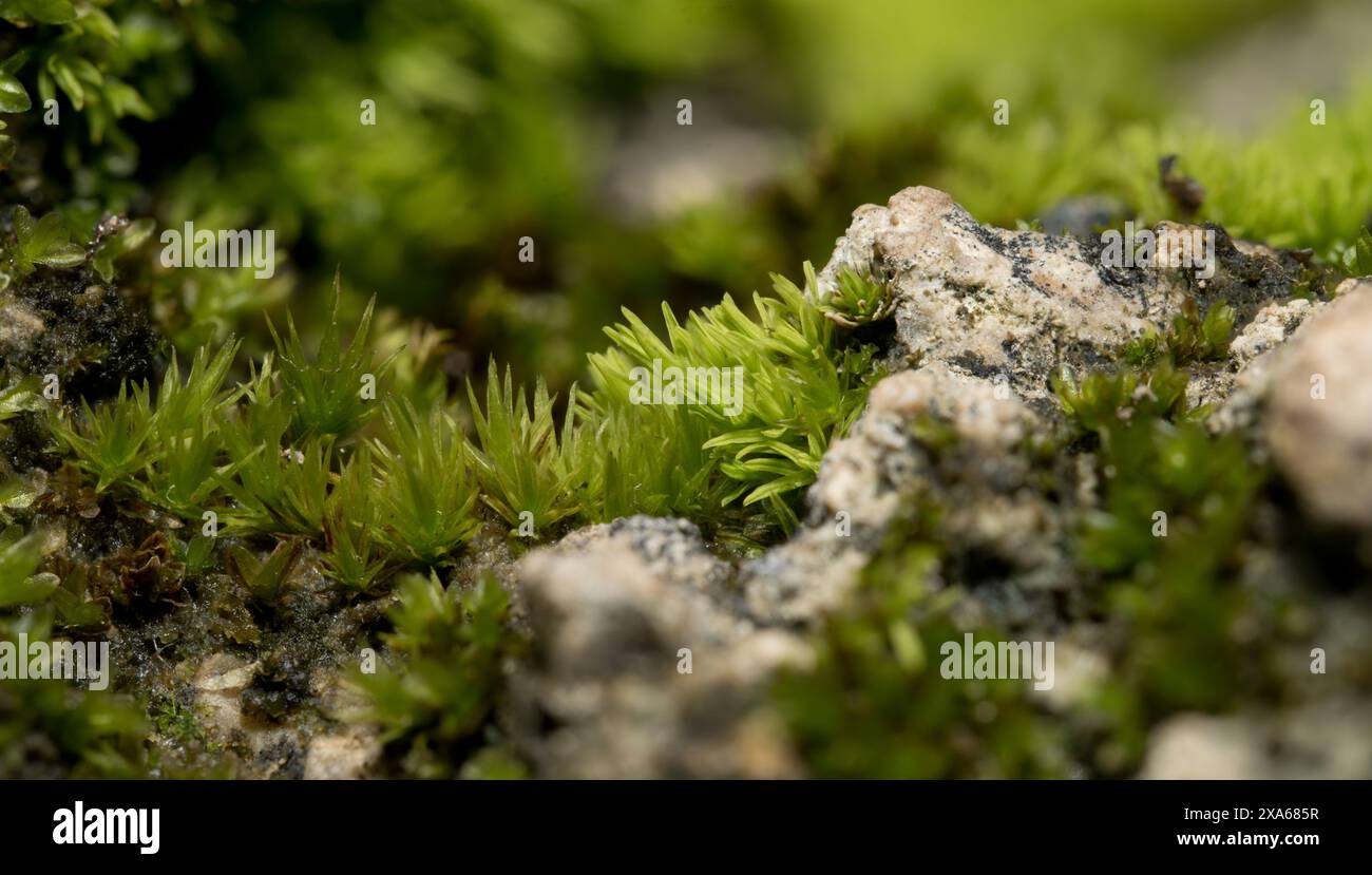 Un gros plan de pierres couvertes de mousse Banque D'Images