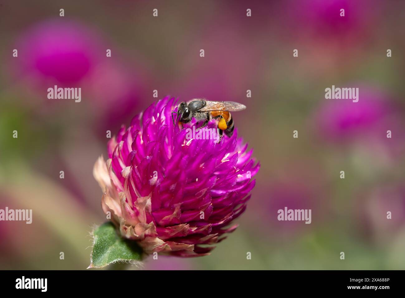 Gros plan d'une abeille sur une fleur rose Banque D'Images
