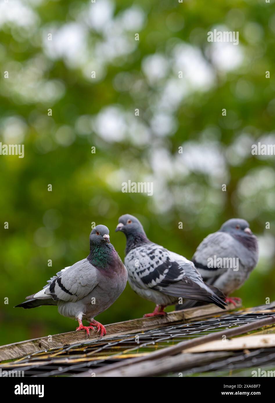 Trois oiseaux perchés sur un toit avec des arbres et le ciel en arrière-plan Banque D'Images