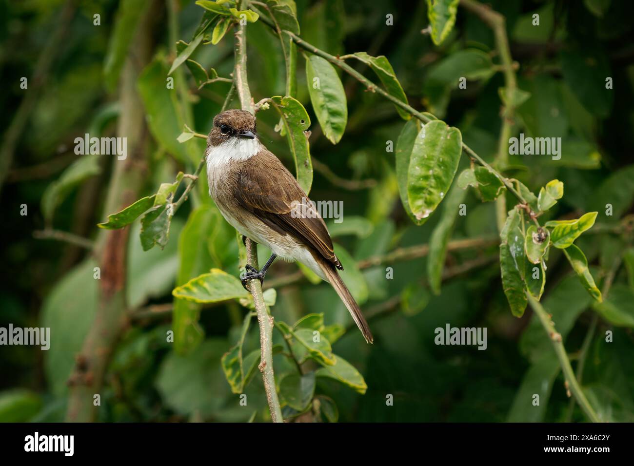 Swamp Flycatcher ou Swamp alseonax - Muscicapa aquatica oiseau chez les Muscicapidae, les habitats naturels sont des arbustes humides subtropicaux ou tropicaux et des marécages Banque D'Images
