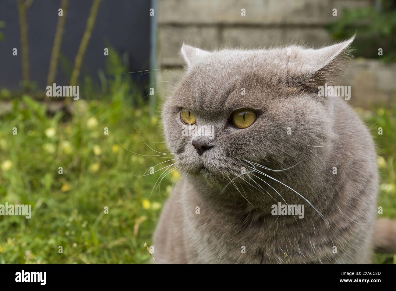 Photo d'un chat britannique gris lilas avec des yeux jaunes et des oreilles épinglées sur un fond flou Banque D'Images