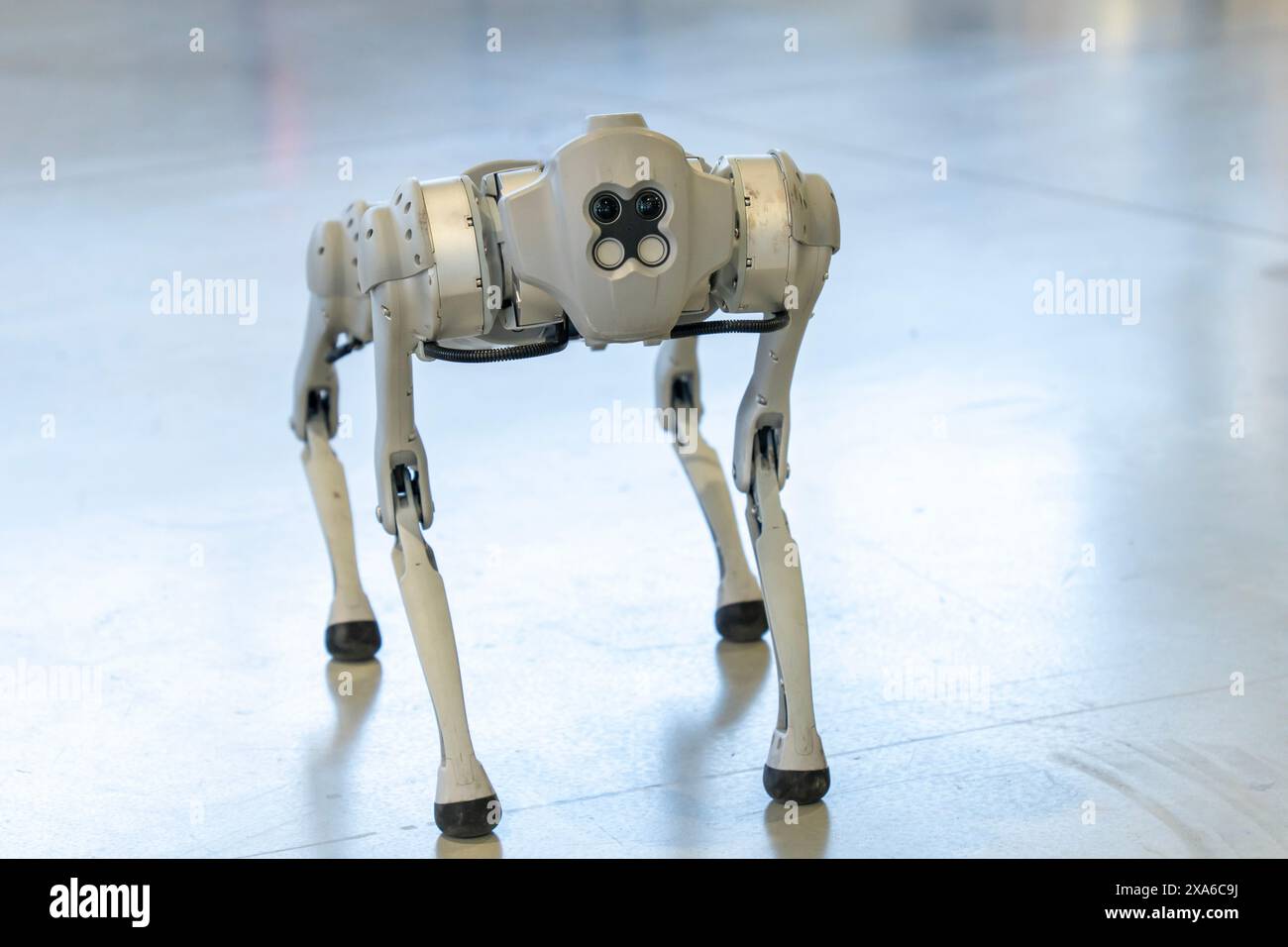 Chien robot militaire gris lors d'une démonstration Banque D'Images