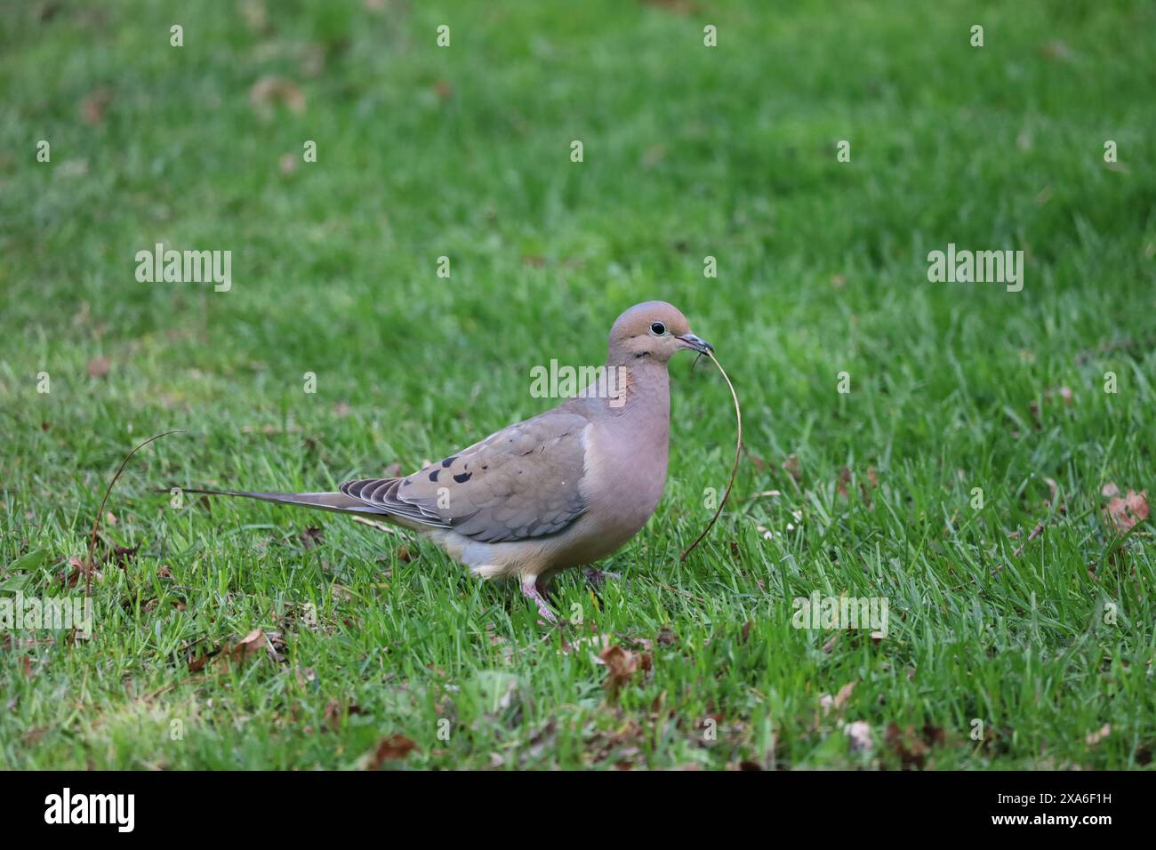 Image d'une colombe en deuil ramassant du matériel de nid dans l'herbe le long des rives du lac Ontario. Banque D'Images