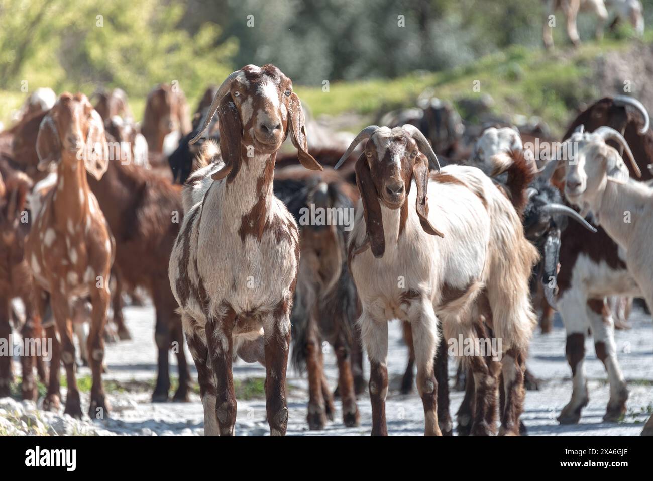 Curieux groupe de chèvres chypriotes authentiques se promenant sur un chemin de campagne ensoleillé, certains regardant la caméra. Maronas village Paphos District, Chypre Banque D'Images