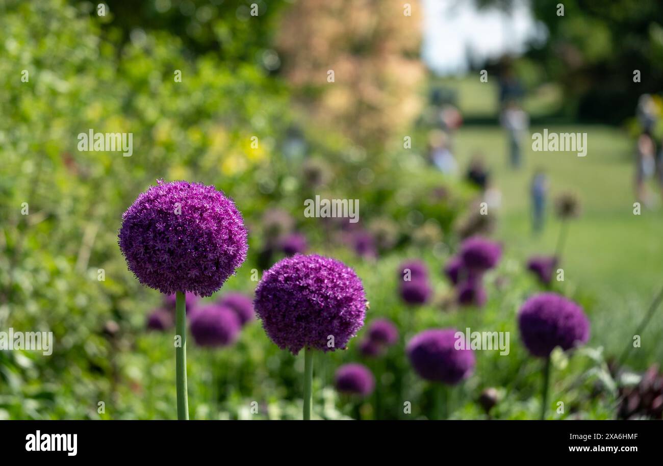 Grappe de fleurs d'allium pourpre sphériques parfaites sur de grandes tiges. Photographié en plein soleil début juin au Wisley Garden, Surrey UK. Banque D'Images