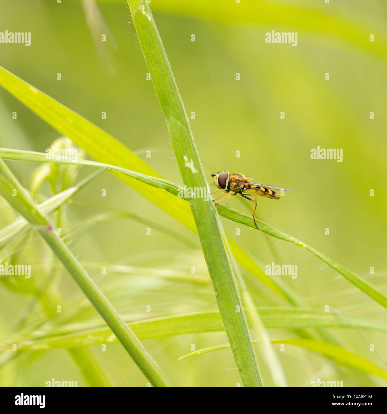 Une mouche Syrphid sur une feuille dans l'herbe par une journée ensoleillée Banque D'Images