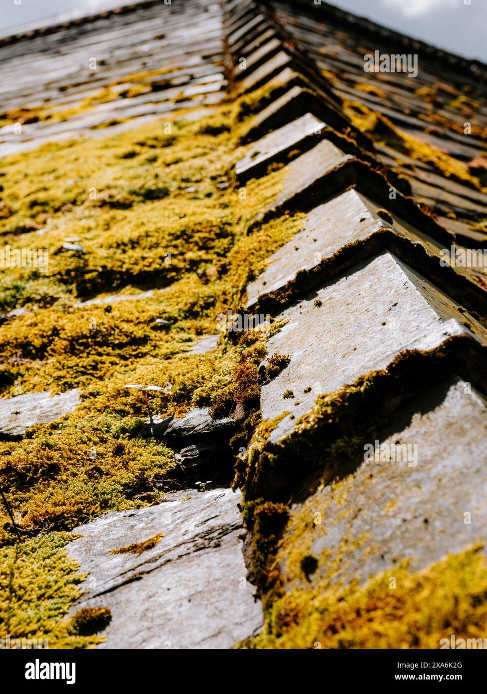 Les tuiles faîtières sur un vieux toit en ardoise en pierre avec une grande quantité de croissance de mousse Banque D'Images