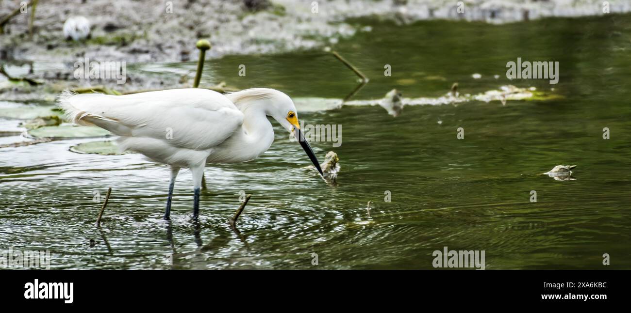 Héron enneigé à la recherche de nourriture dans le lac voisin Banque D'Images