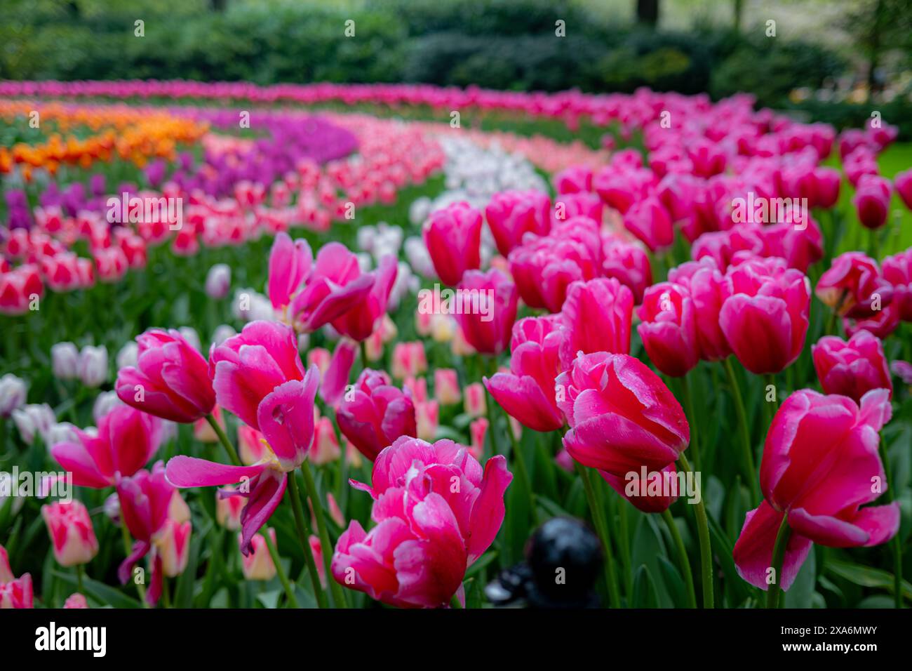 Une exposition colorée de tulipes en pleine floraison dans les célèbres jardins de Keukenhof aux pays-Bas. Banque D'Images