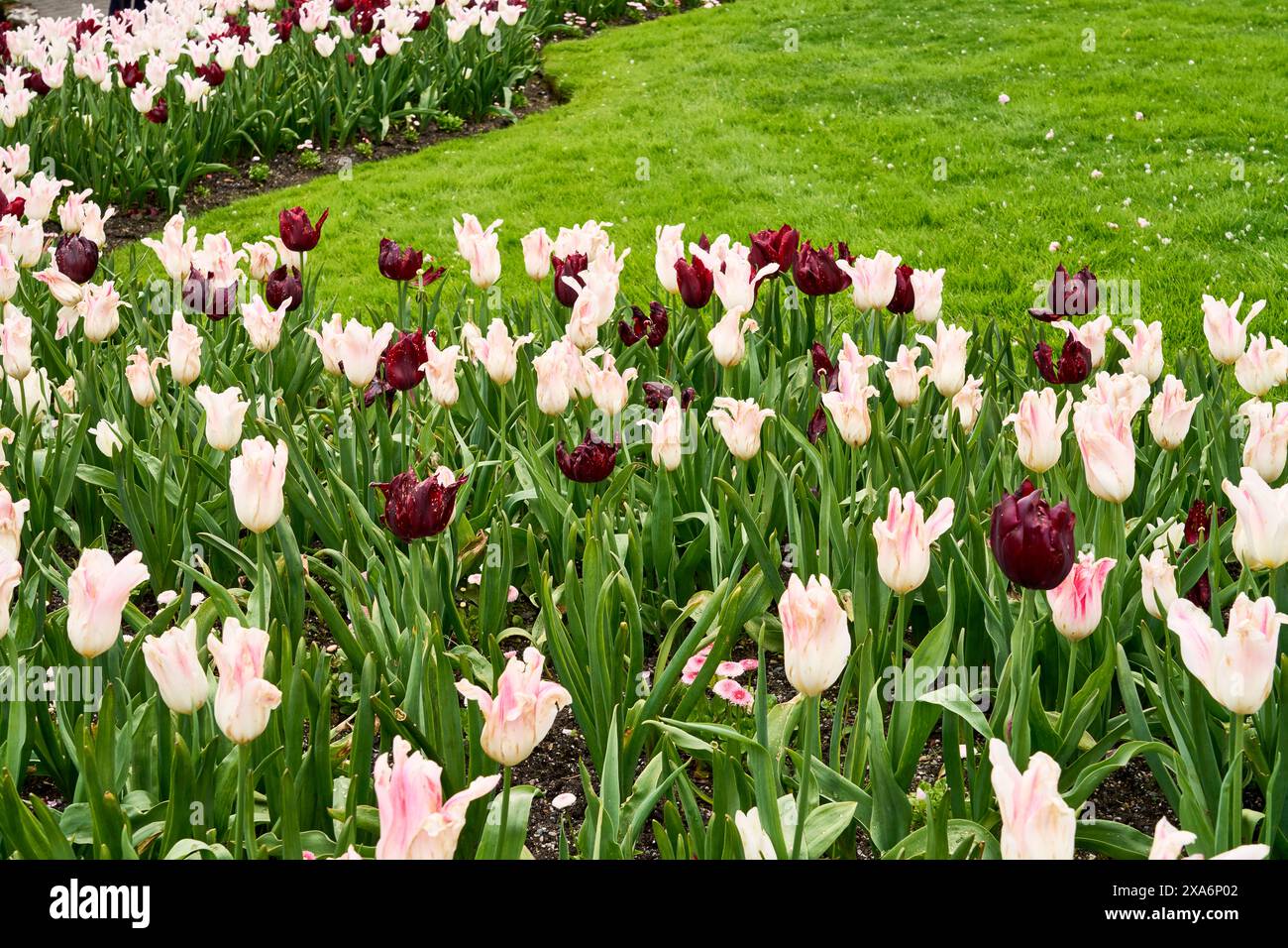 Un beau lit de fleurs de tulipes roses et violettes à côté d'une pelouse soignée à Butchart Gardens, Victoria, C.-B. Banque D'Images