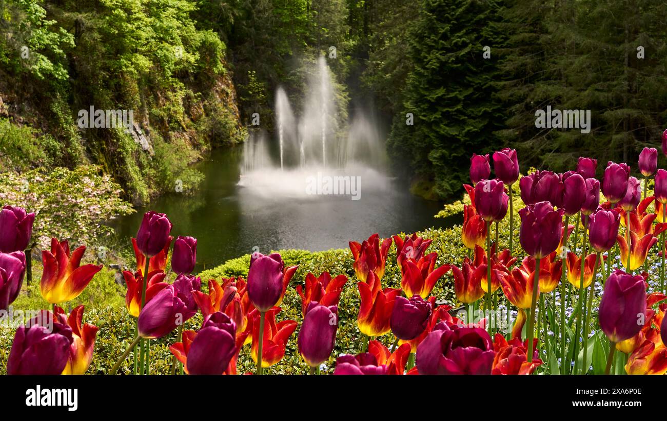 Tulipes rouges et jaunes vives devant la magnifique fontaine de Butchart Gardens, Victoria, C.-B. Banque D'Images