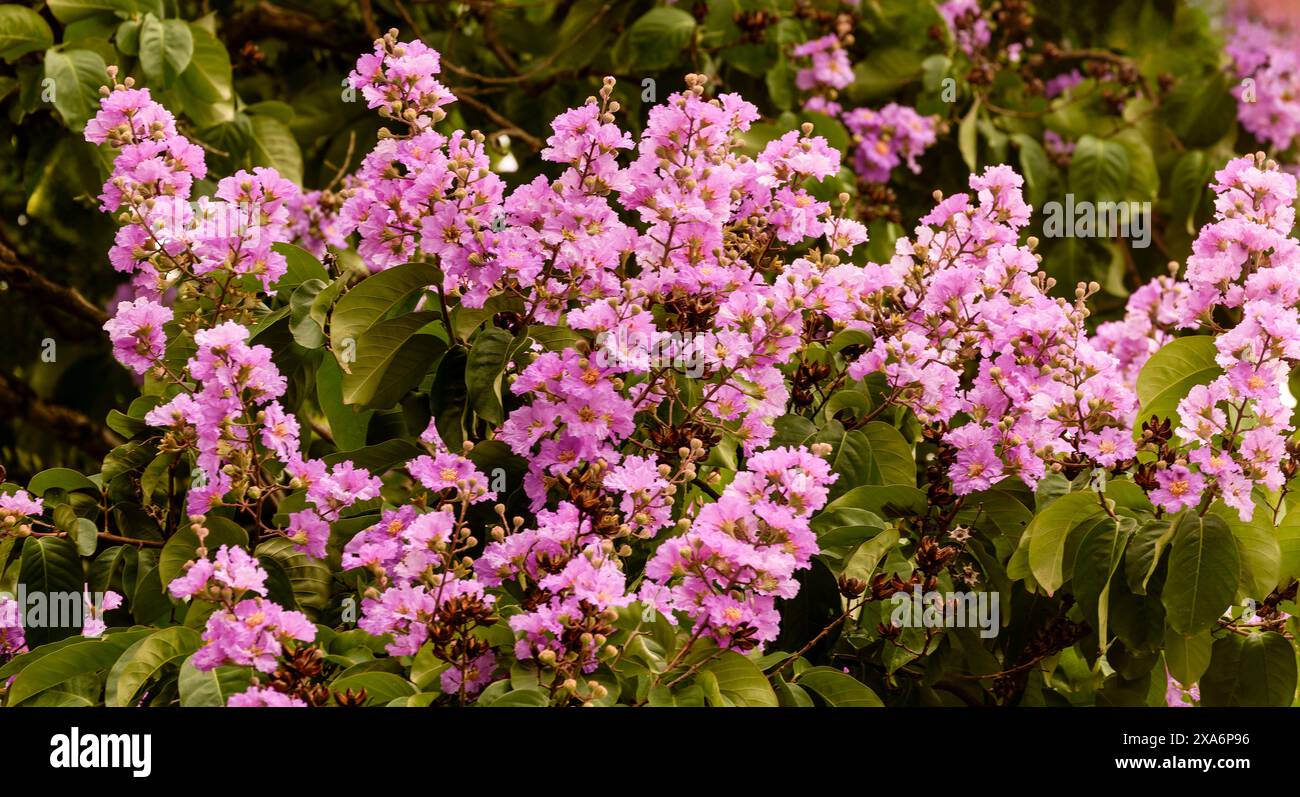 Superbe myrte de Crape, Purple Lagerstroemia indica, dans la vieille ville de Hanoi, Vietnam, au printemps. Gros plan sur le portrait de plante à fleurs. Séduisant, stupéfiant Banque D'Images