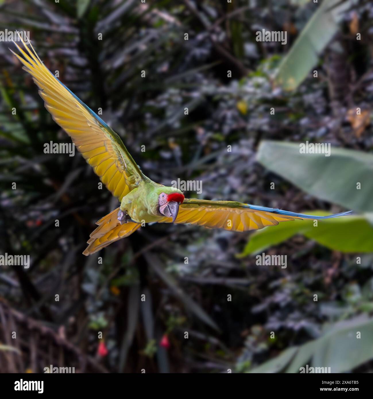 Un petit aras de soldat (Ara militaris) planant dans le ciel près du feuillage et des arbres Banque D'Images