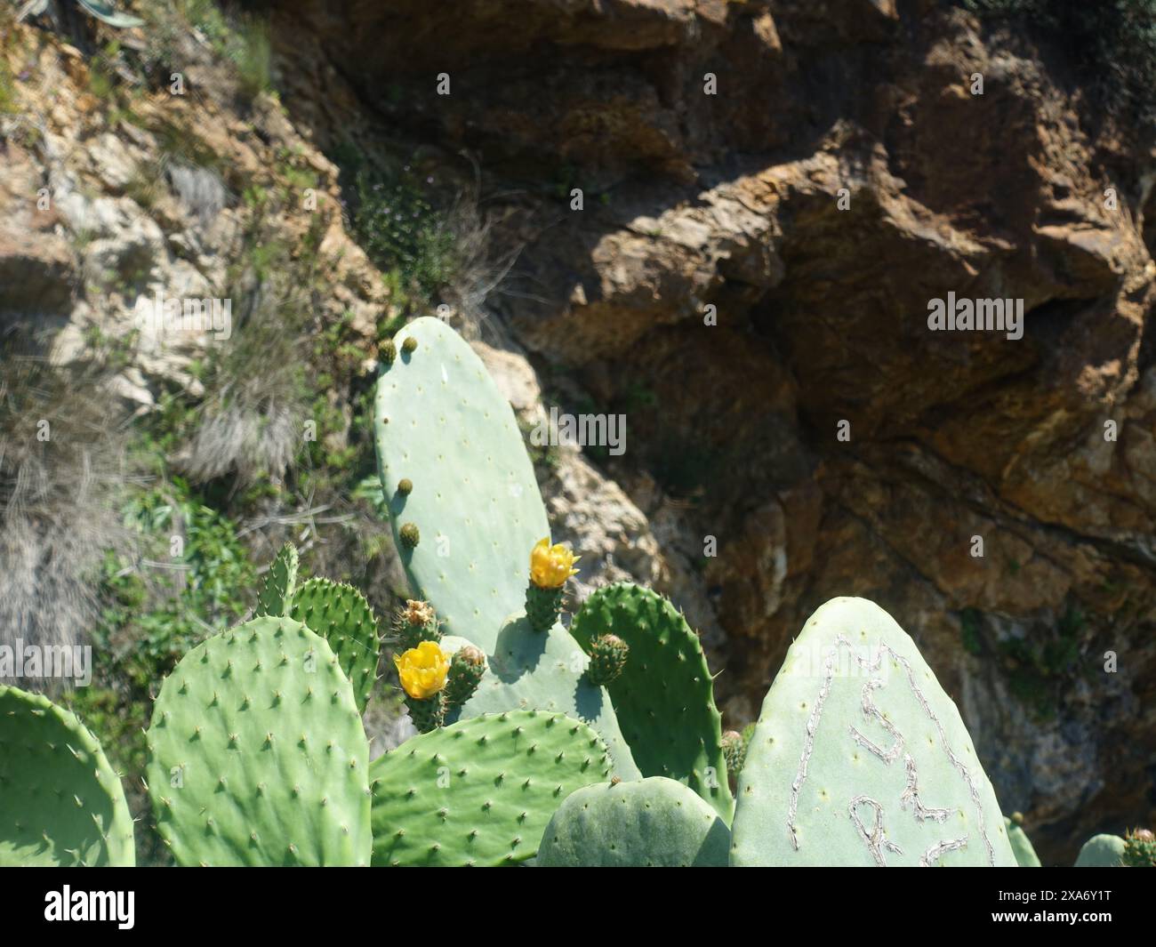 Un plan de cactus avec une feuille dans un paysage désertique avec des rochers Banque D'Images