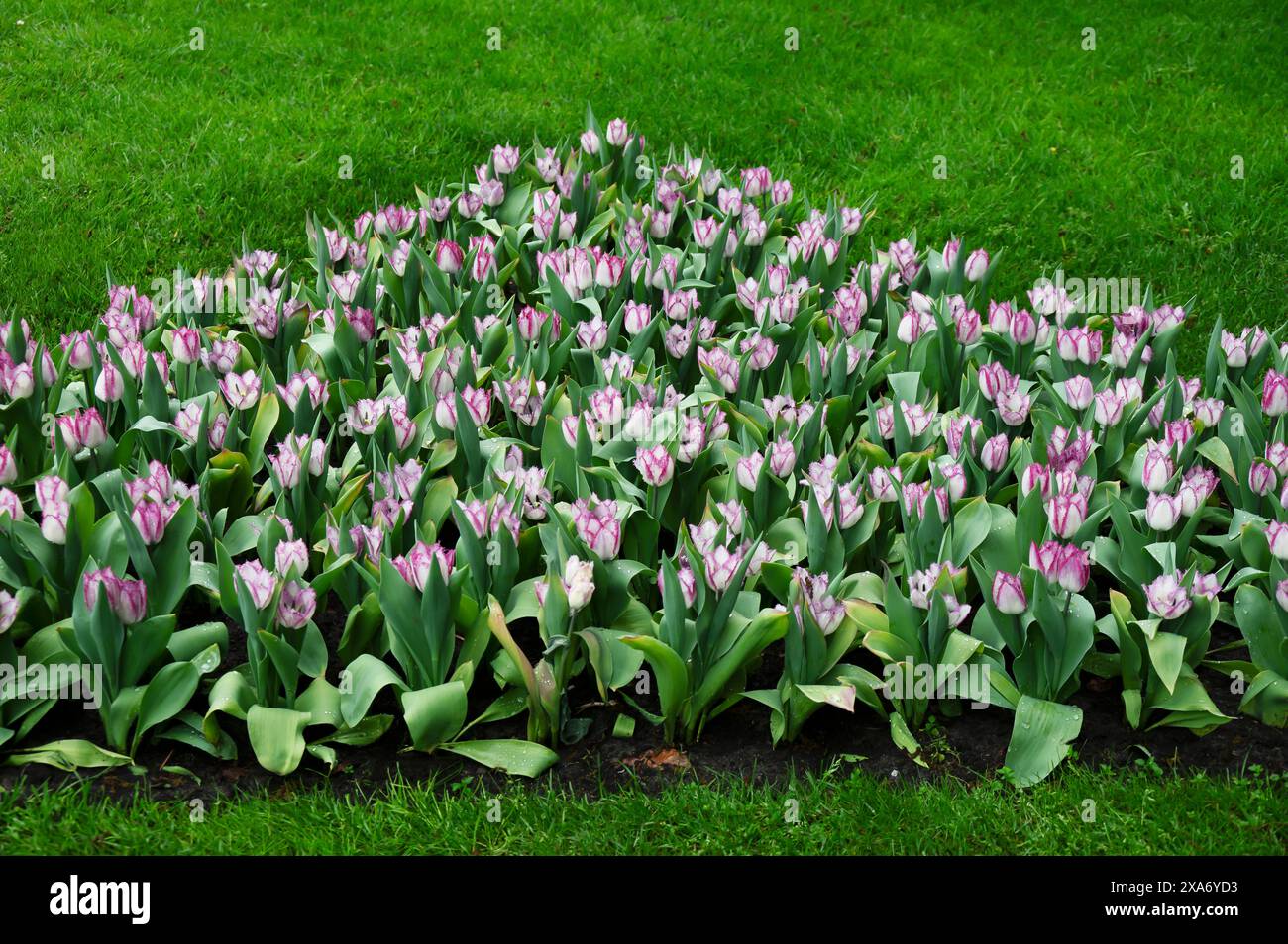 Tulipes éclatantes sur le bord de la pelouse Banque D'Images