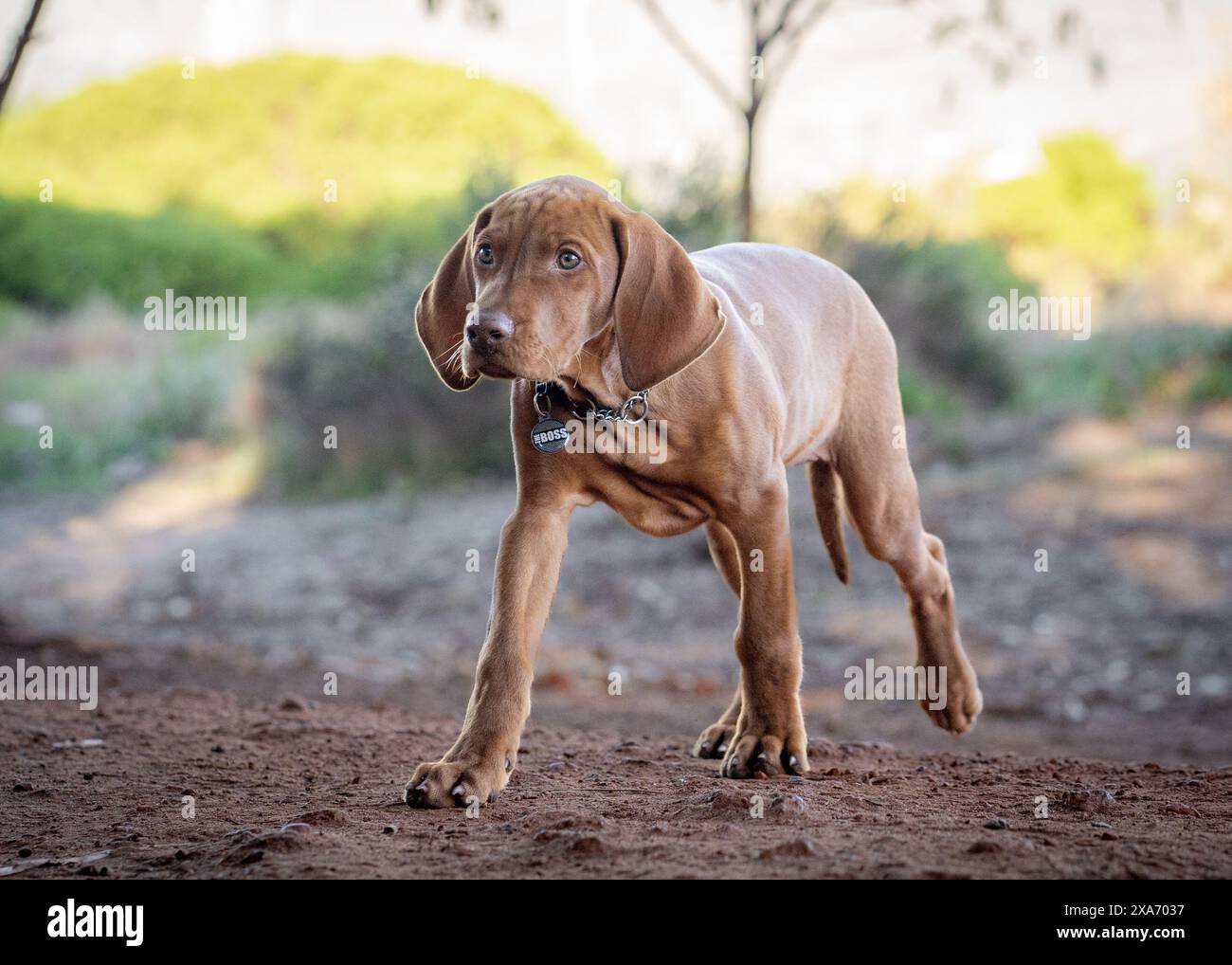 Un beau chien marron adorable portant un collier Banque D'Images