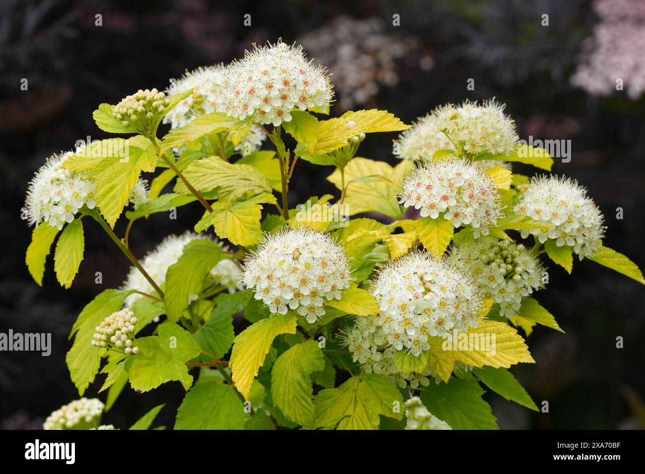 Gros plan naturel sur la Ninebark à fleurs blanches nord-américaines, Physocarpus opulifolius dans le jardin Banque D'Images