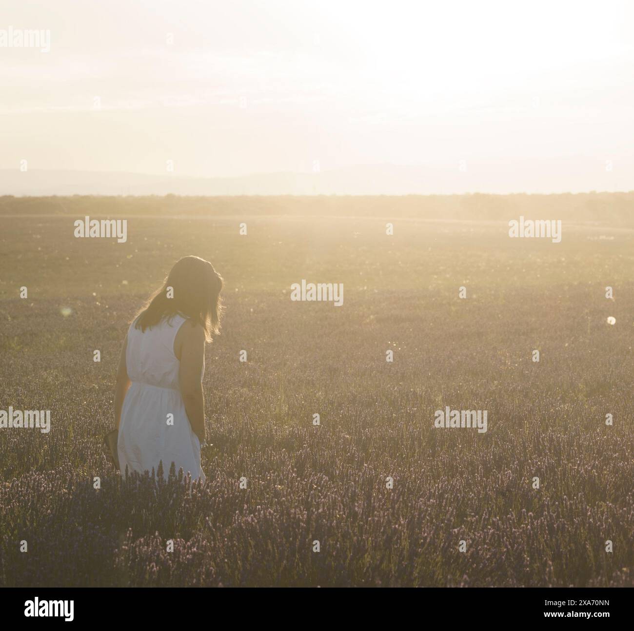 Une femme seule marche à travers les vastes champs de lavande à Brihuega, un jour de juillet brûlant, sous la lumière dorée. Banque D'Images