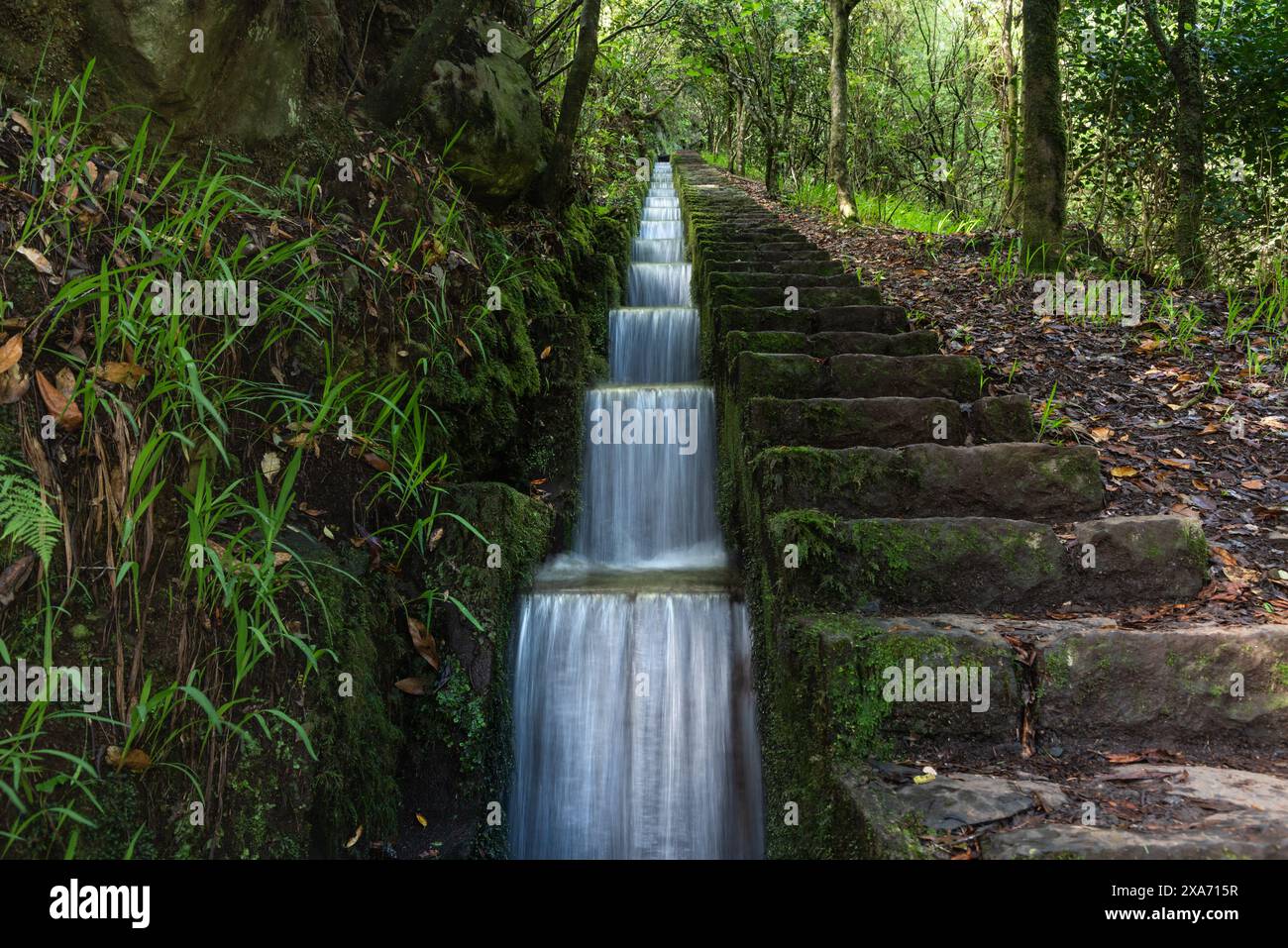 Canal d'irrigation, Levada, Ribeiro Frio, Madère, Portugal. Banque D'Images