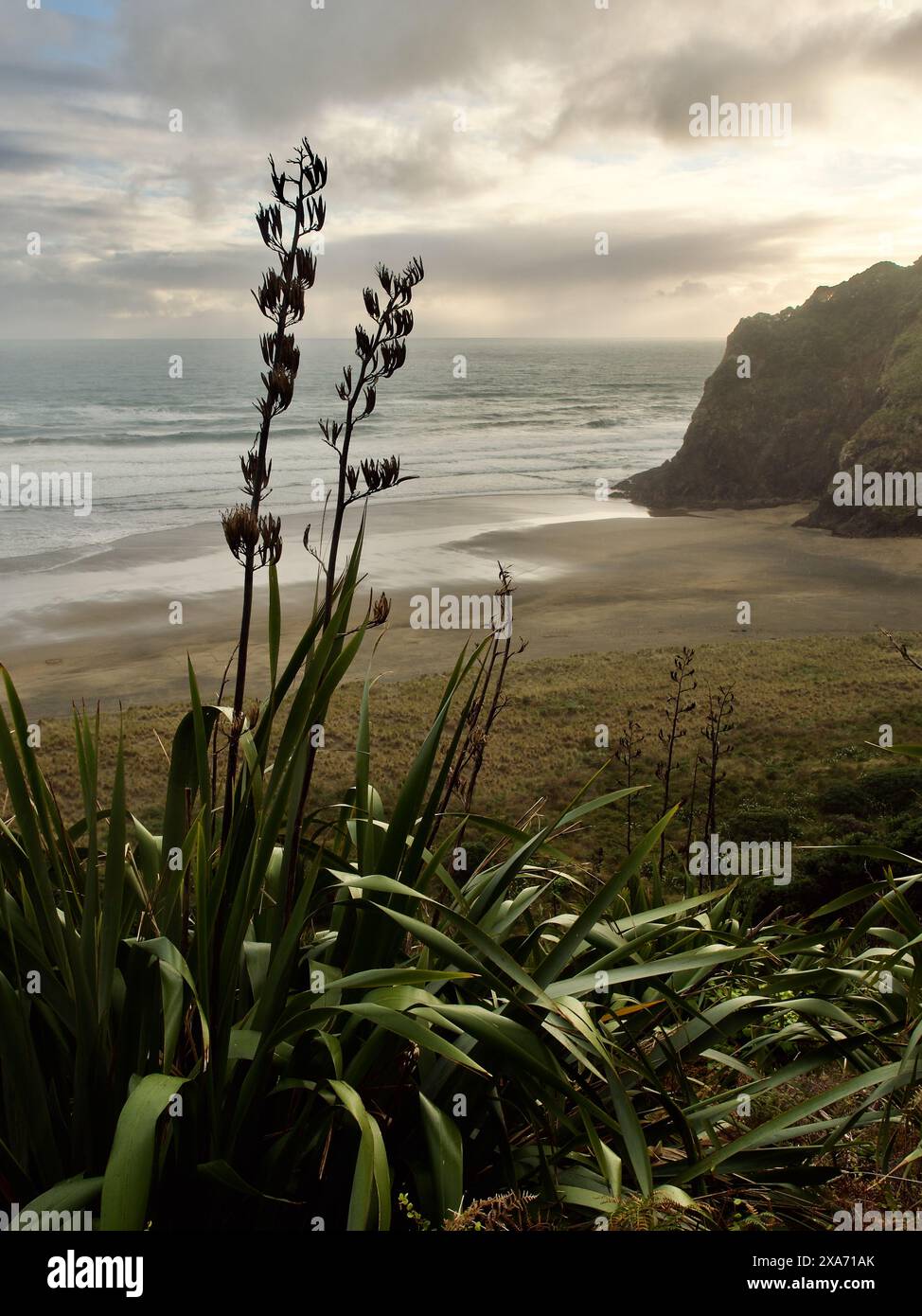 Deux grandes fleurs au coucher du soleil sur une plage avec de l'eau en arrière-plan Banque D'Images