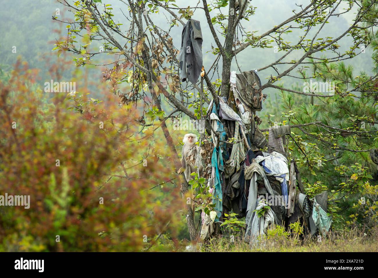 Un arbre vieilli avec un tronc creux se dresse sur une colline Banque D'Images