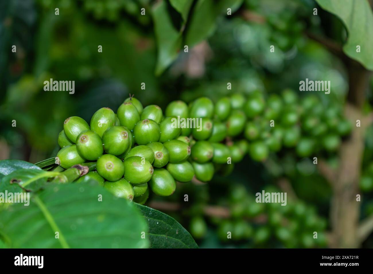 gros plan des grains de café vert sur la plante, une récolte abondante avec des grains de haute qualité est observée Banque D'Images