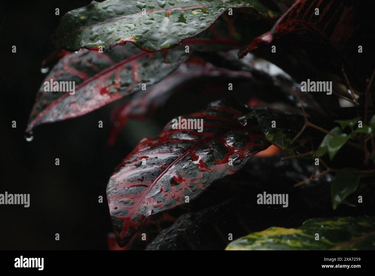 Quelques feuilles vertes avec des gouttes de rosée sous la pluie Banque D'Images